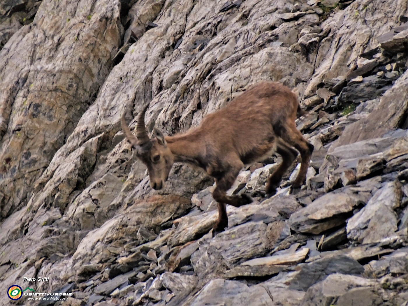 48 Stambecco sulle rocce del Monte Aga.JPG